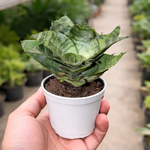 Snake Plant